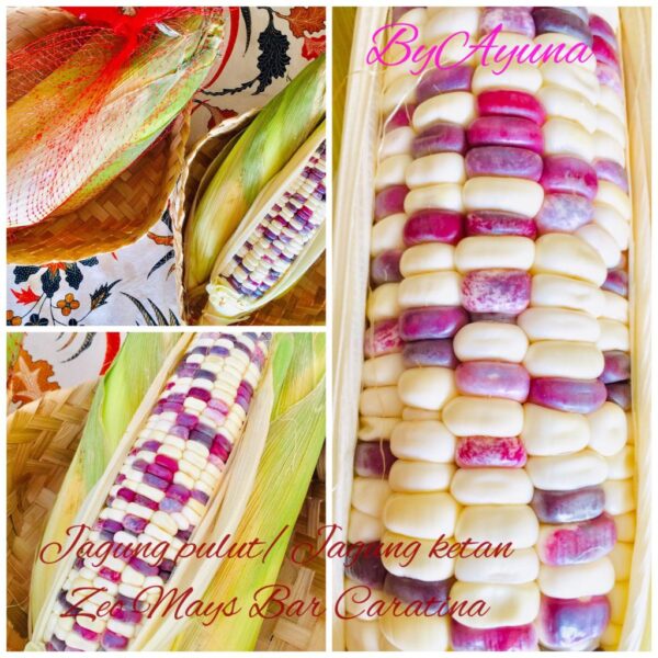 Jagung Pulut/Ketan ( 1 kg, 3-4 biji)